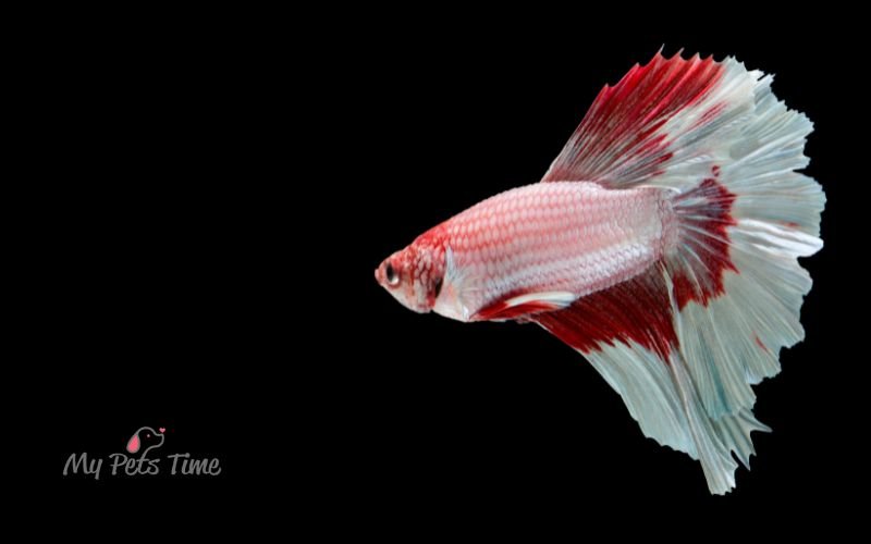 Unveiling the Elegance of Amston Betta Fish