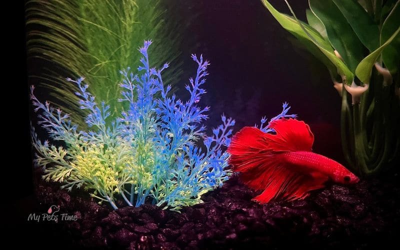 betta fish types and price